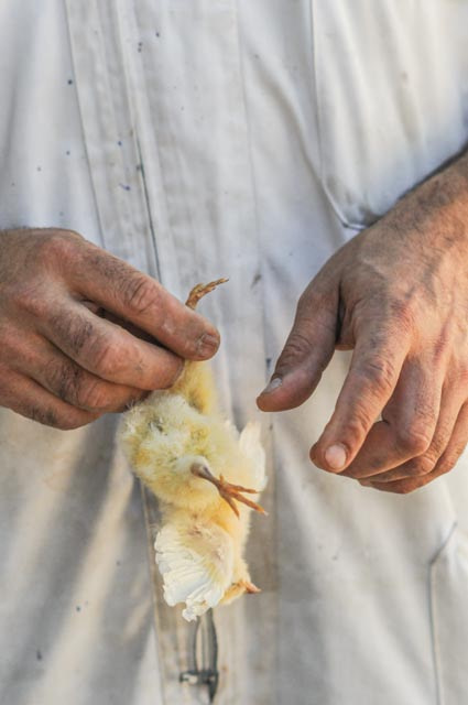 A farm owner picks up dead chicks from the barn floor.