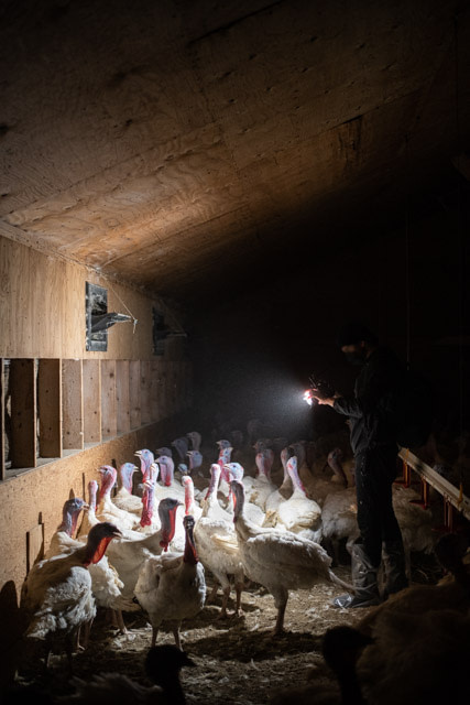 An investigator documents the crowded conditions inside a turkey factory farm.