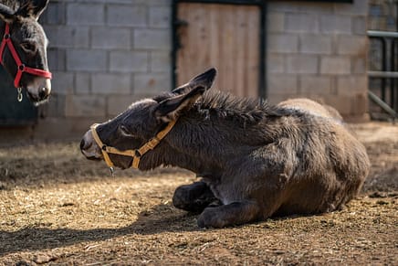 A donkey enjoying the sun and another taking a walk, at the BETA shelter in Lebanon.