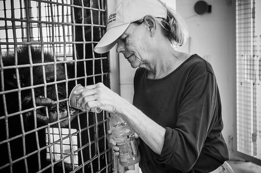 Dr. Carole Noon providing a drink to a rescued chimpanzee at Save The Chimps Sanctuary in Fort Pierce, Florida. USA, 2008.