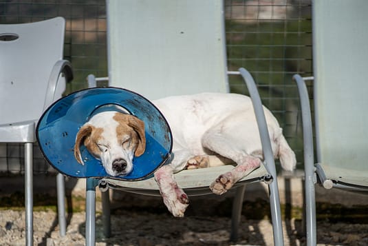 A dog recovering from skin disease, peacefully sleeps on a chair at the BETA shelter in Lebanon.