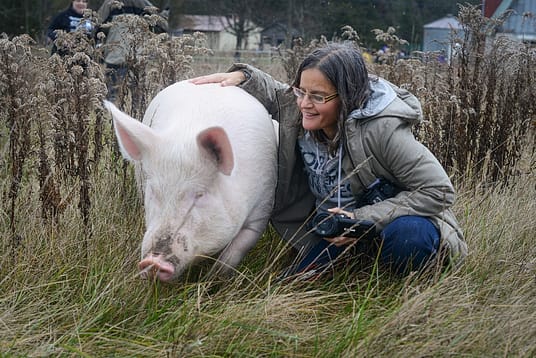 Anita Krajnc with Esther on Esther's first day at Happily Ever Esther Farm Sanctuary. Canada, 2014.