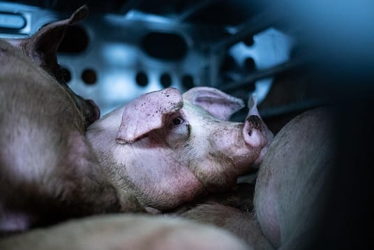 Pigs in a transport truck en route to slaughter. Los Angeles, USA, 2019.