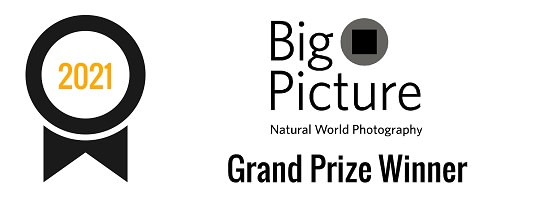 BigPicture Competition | Grand Prize Winner (2021)