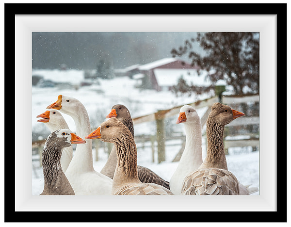 Rescued geese enjoy a fresh winter day at Farm Sanctuary. Jo-Anne McArthur / We Animals Media
