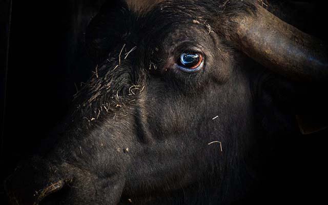 Buffalo inside a buffalo mozzarella farm, southern Italy, 2018. Selene Magnolia / Wildlight / Four Paws