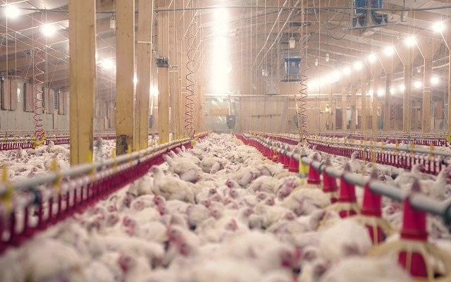 Broiler chickens crammed together inside a UK intensive chicken farm. UK, 2021. Christopher Shoebridge / VFC / We Animals Media
