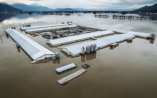 A farm sits partially submerged in water from the Abbotsford, BC floods in November of 2021. Nick Schafer / We Animals Media