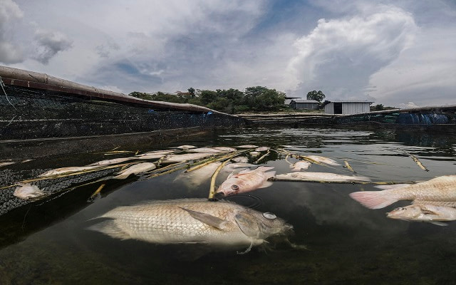 A close-up view of the white and decaying bodies of several dead tilapia floating on the surface of a floating cage at an Indonesian fish farm. The dead tilapia are fed as food to the catfish being raised on the same farm. Indonesia, 2021. Lilly Agustina / Act for Farmed Animals / We Animals Media