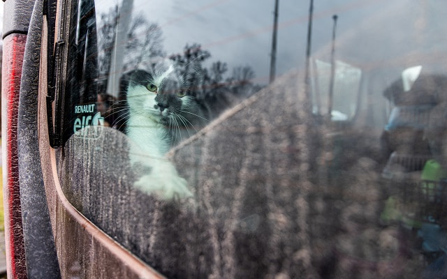 A Ukrainian cat, one of 20 from a convoy that traveled for nearly 30 hours in carriers from eastern Ukraine, stretches out a paw inside a PETA Germany transport van. 