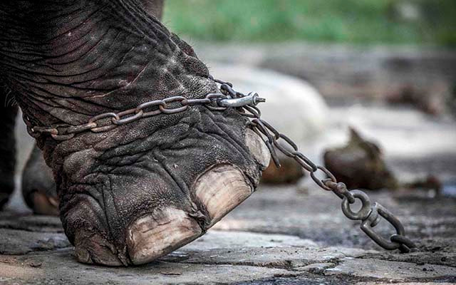 Elephant chained up in Bangkok, Thailand. Image by Aaron Gekoski