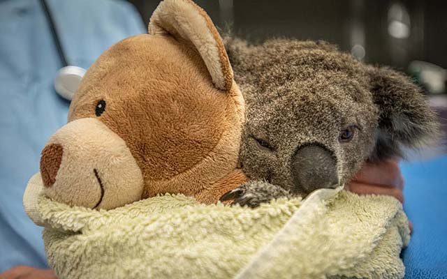 Koalas feel much more secure when they can hold on to something tightly. When koalas need to be examined at Southern Cross Wildlife Care, they give them a teddy bear to cling to. This koala was orphaned in the bushfires and is recovering from wounds. Australia, 2020. Jo-Anne McArthur / We Animals Media