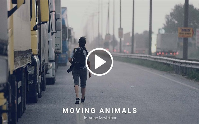 In The Field: Moving Animals