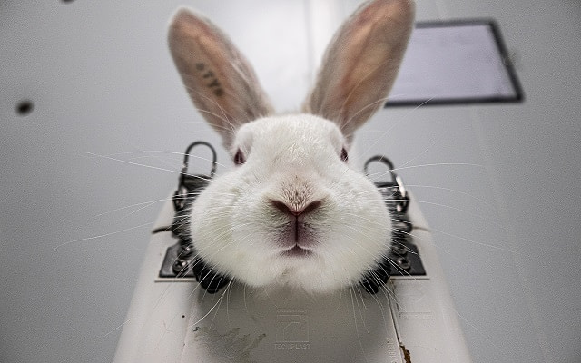 A rabbit immobilized in a restraint before having her ears bled. Spain, 2019. Carlota Saorsa / HIDDEN / We Animals Media.