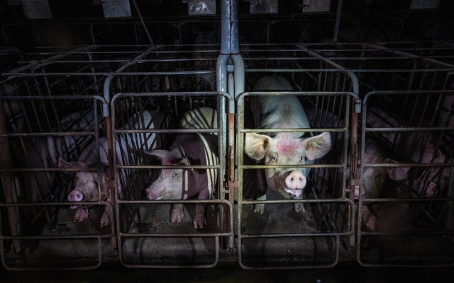 Sows peer out from gestation crates at an industrial pig farm. These sows live confined inside bare, concrete-floored enclosures that are large enough only for the sows to sit, stand and lie down, but they cannot walk or turn around. Quebec, Canada, 2022. Jo-Anne McArthur / We Animals Media