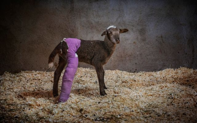 Five day old Armonia, at the Gaia sanctuary, was rescued from being sent to the slaughterhouse; she has a fractured tibia and her owners couldn’t take care of a sick sheep. Spain, 2020. Ana Palacios.