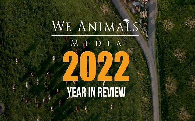 We Animals Media: 2022 Year in Review