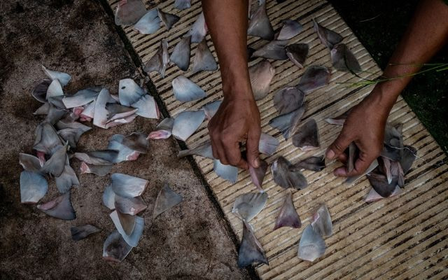 At a traditional Indonesian market, workers dry pieces of shark fin before selling them.