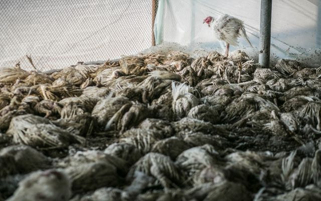Avian Flu in the Era of Big Ag