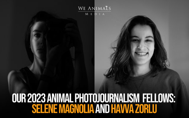 Our 2023 Animal Photojournalism Fellows: Selene Magnolia and Havva Zorlu