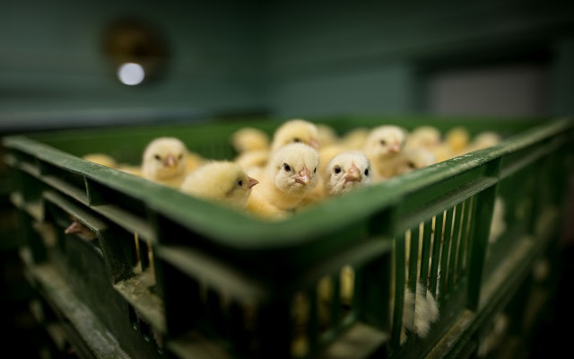 Day-old chicks are packed into crates at an industrial hatchery. During transport to farms, they are often unprotected from heat and cold. Poland, 2019. Konrad Lozinski / HIDDEN / We Animals Media