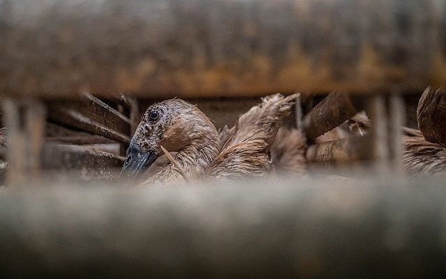 A lone duck looks through the slats of the tiny cage she is confined to at a duck egg farm. Indonesia, 2021. Haig / Act for Farmed Animals / We Animals Media