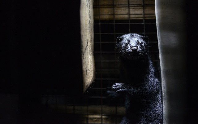Mink in a very small cage at a fur farm in British Columbia.