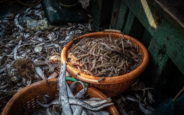 A basket full of shrimps and prawns on the floor of a trawler. India, 2022. S. Chakrabarti / We Animals Media