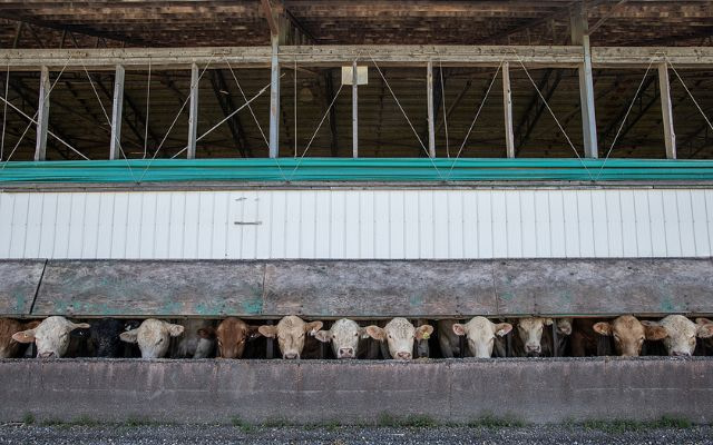 Cattle living in a feedlot. Canada, 2022. Jo-Anne McArthur / We Animals Media
