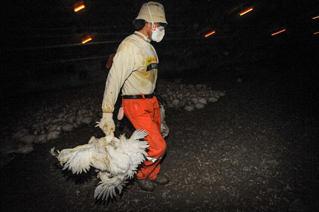 Workers round up 25,000 chickens for transport and slaughter.