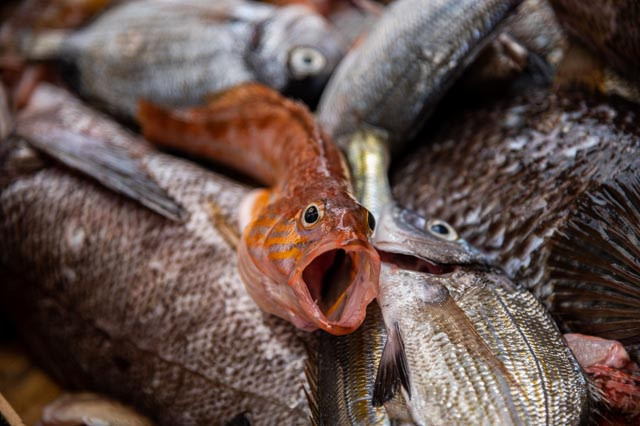 A small fish dying from asphyxiation.