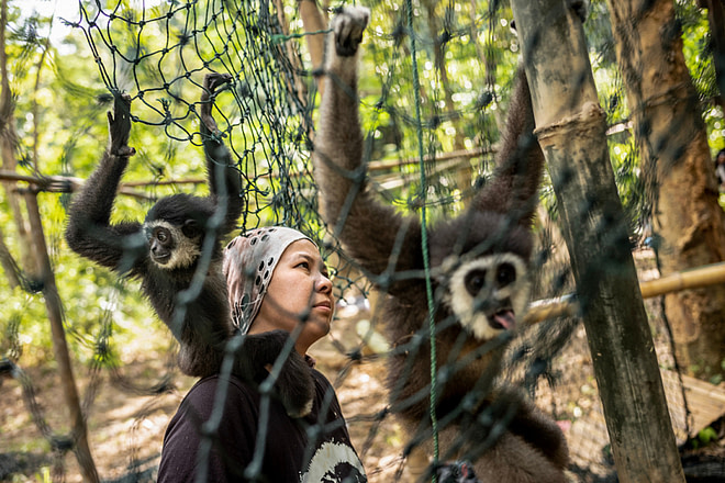 The hardest part of Bam’s awareness campaign is making people realize gibbons should not live in captivity and the importance of keeping them in the wild. Malaysia, 2019. Justin Mott / Kindred Guardians Project / We Animals Media