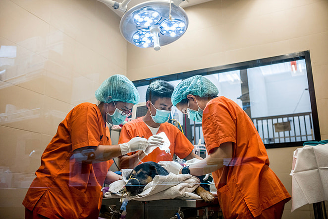 Veterinarians clean the wound of a street dog before operating on him after he suffered a sever injury to his back thought to be inflicted by a machete. Thailand, 2019. Justin Mott / Kindred Guardians Project / We Animals Media