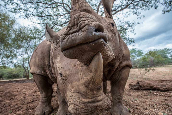 Young rhinos orphaned by poaching