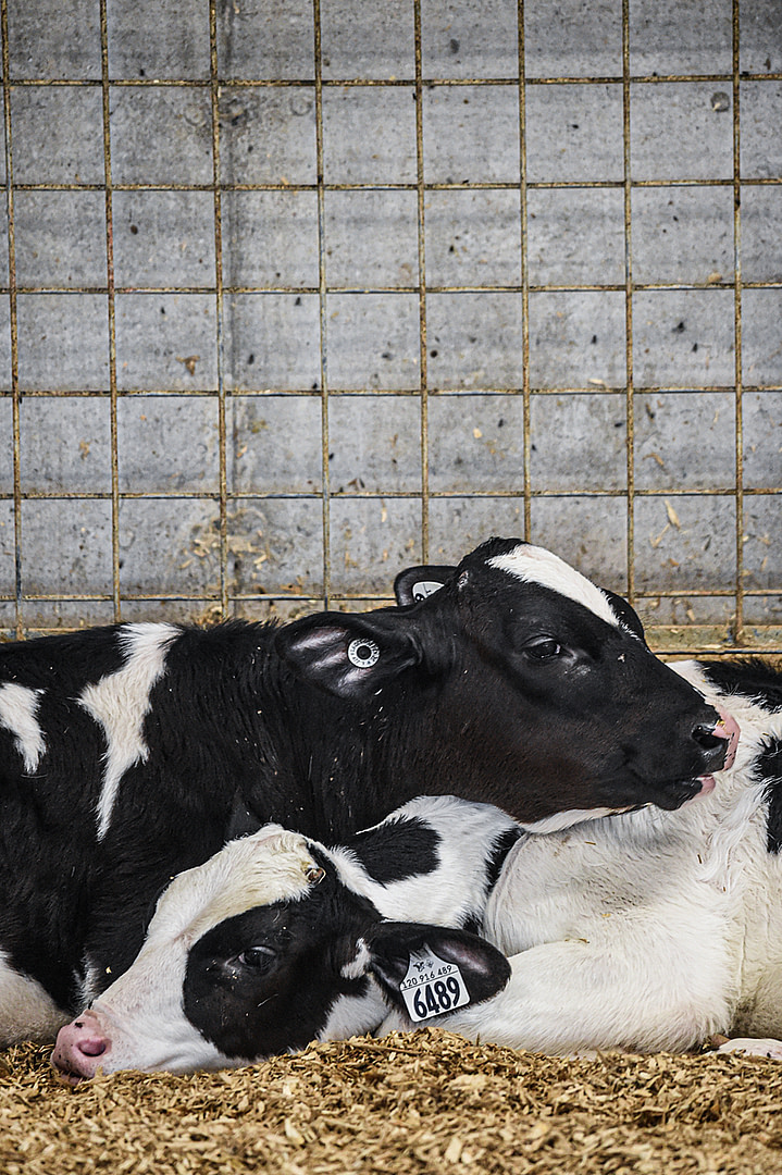 Two young calves rest together inside a large dairy farm. Quebec, Canada, 2022. Jo-Anne McArthur / We Animals Media
