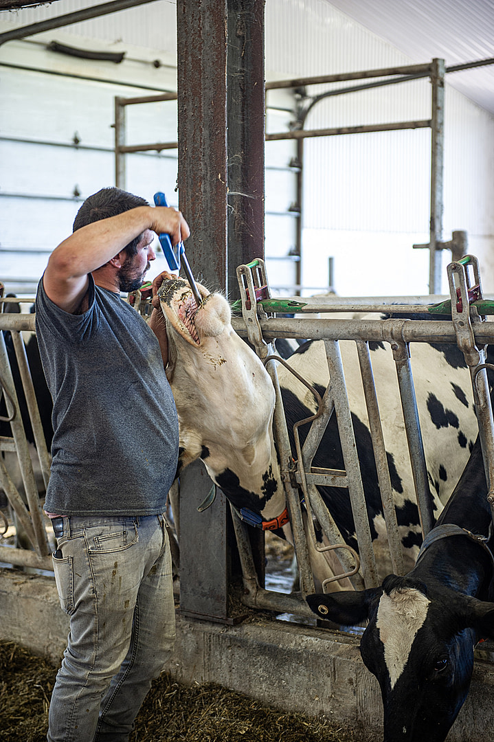 A resistant cow is forcibly administered an oral calcium supplement at a dairy farm in Quebec, Canada. She has recently calved and is beginning her lactation period. The employee at the farm uses a balling gun (bolus gun) of almost one meter in length to force the supplement down into her throat. The production of colostrum and subsequent constant milk production will will eventually cause dairy cows to become deficient in calcium, necessitating that they receive such calcium supplements. In order to keep her still, the employee has pulled this cow's head back by inserting his fingers into her nostrils.