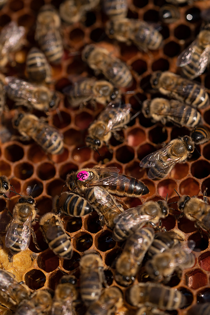 A queen bee with clipped wings and born through artificial insemination bears the number "36" as she crawls on top of a honeycomb at a honey production apiary. Each bee colony has only one queen bee, whose sole duty is to constantly lay eggs, ensuring the colony's continuity. Ciftlikkoy, Yalova, Yalova Province, Marmara Region, Turkiye, 2023. Havva Zorlu / We Animals Media