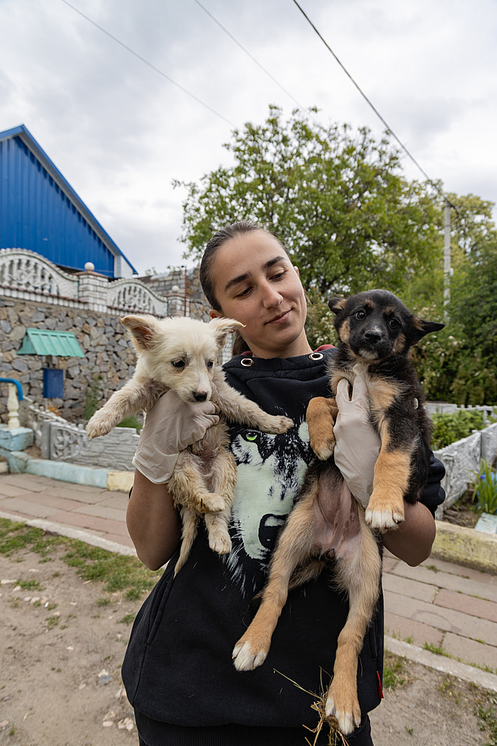 Volunteer Julia holds two puppies of 13 puppies evacuated by UAnimals from an occupied region during the Russia-Ukraine war. The shelter is run by Julia's mother is caring for the puppies while searching for families to adopt them. Ukraine, 2024. Anzhelika Kozachenko / UAnimals / We Animals Media