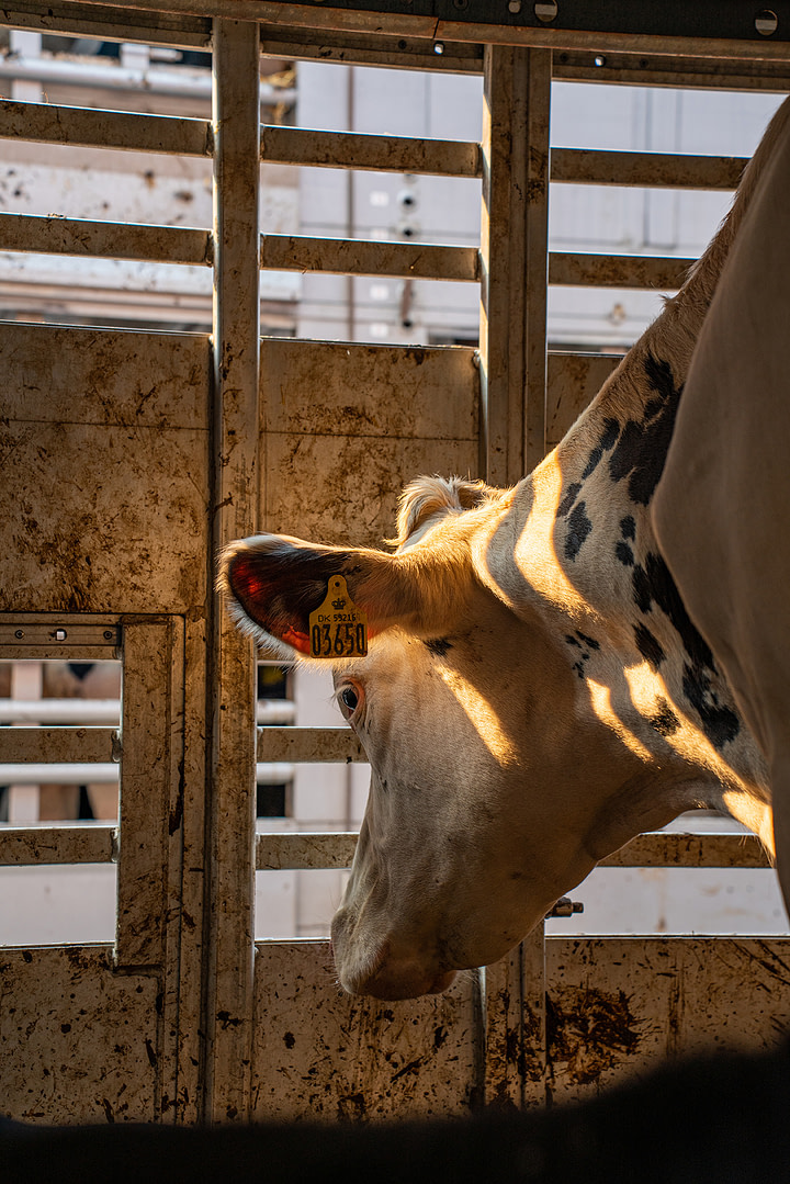 A cow brought from Europe and destined for a Turkish dairy farm looks out with a lowered head from within a transport trailer. Cattle transported on these days-long journeys struggle to survive inside these narrow trailers. Kapikule, Edirne, Edirne Province, Marmara Region, Turkiye, 2023. Havva Zorlu / We Animals Media