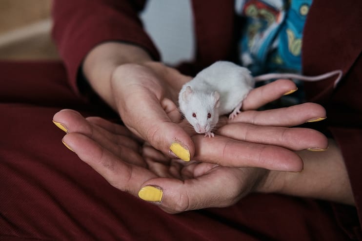 Eva Meijer holds a rescued former lab mouse. Two groups of former lab mice live with her. She likes to observe their behaviour and sometimes plays music for them on her ukulele. North Holland, Netherlands. 2022. Sabina Diethelm / #unboundproject / We Animals Media