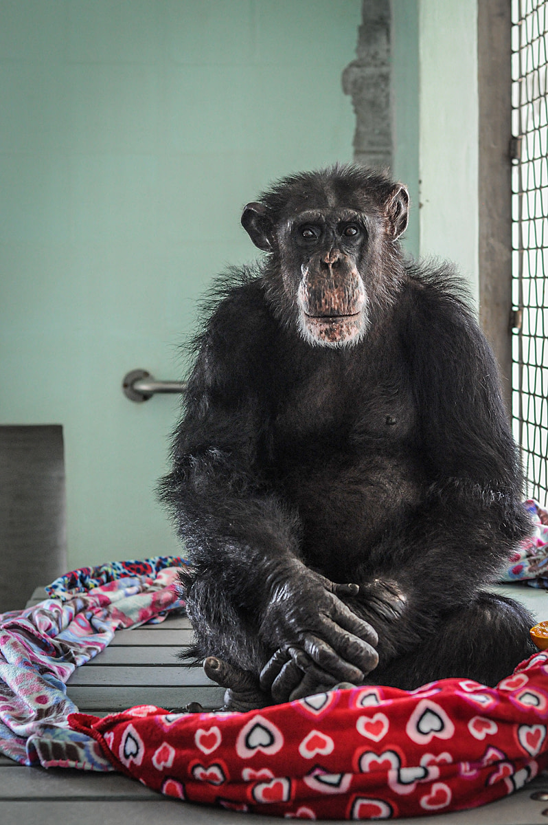Ron, a chimpanzee rescued from invasive research, in his nest of blankets at Save the Chimps in 2002. USA, 2011. Jo-Anne McArthur / We Animals Media.