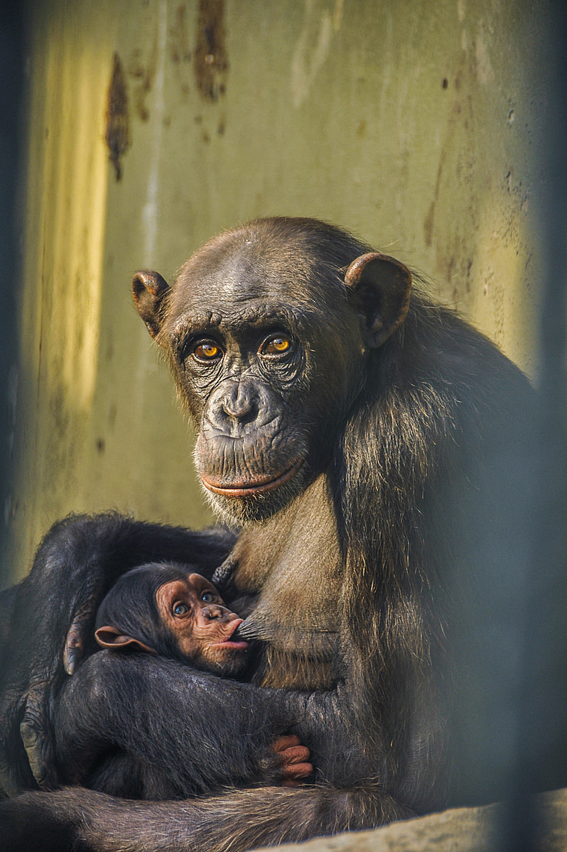  Mother chimpanzee Jane stares into the camera as she breastfeeds her young infant at the Faruk Yalcın Zoo, in Danica. Turkiye. Deniz Tapkan Cengiz / We Animals Media