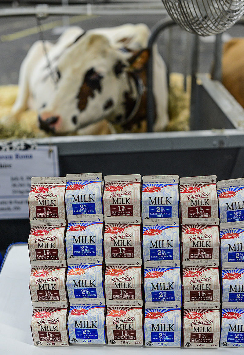 Boxes of milk in front of a cow on display at the Royal Agricultural Winter Fair in Toronto.