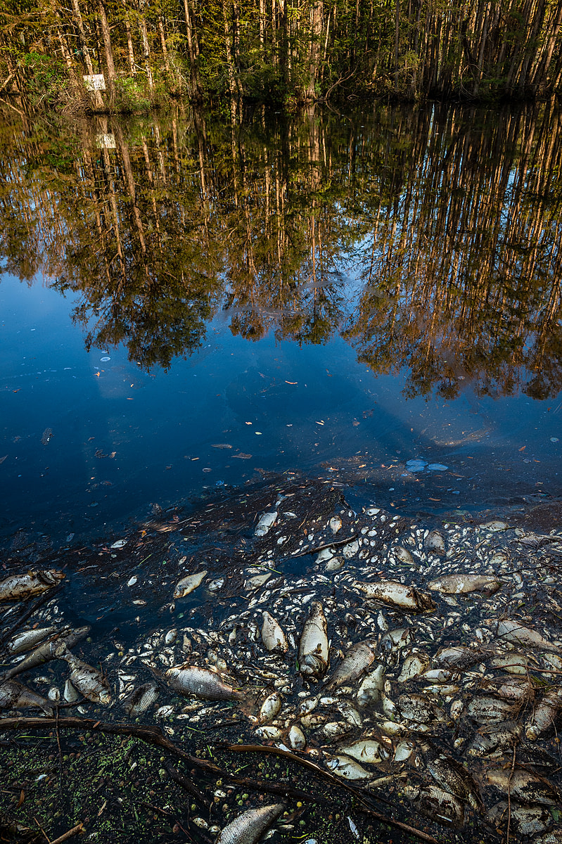 Dead fish floating in flood waters after Hurricane Florence in North Carolina. USA, 2018. Jo-Anne McArthur / We Animals Media