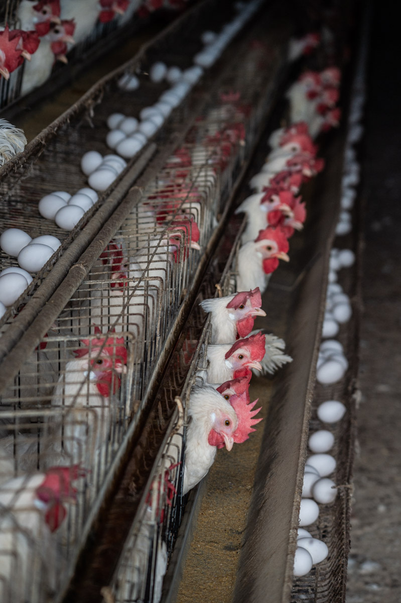 An industrial egg farm.