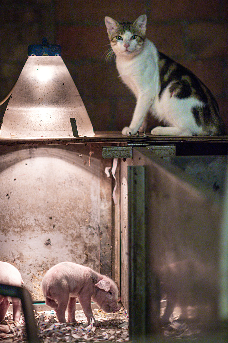A newly castrated piglet and a cat at a factory farm. Italy, 2015. Jo-Anne McArthur / Essere Animali / We Animals Media
