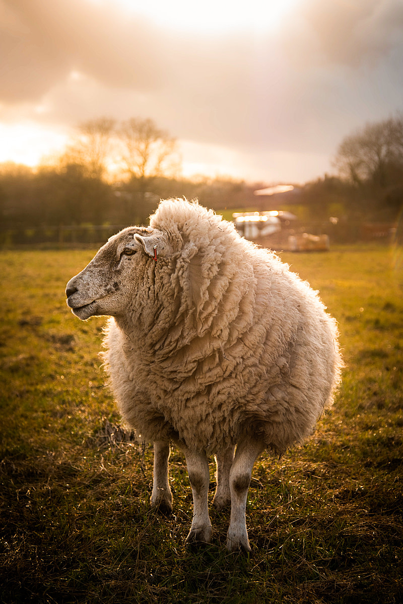 A rescued sheep called Arrow takes a moment during sunset to survey the rest of his flock. UK, 2021. James Gibson / We Animals Media
