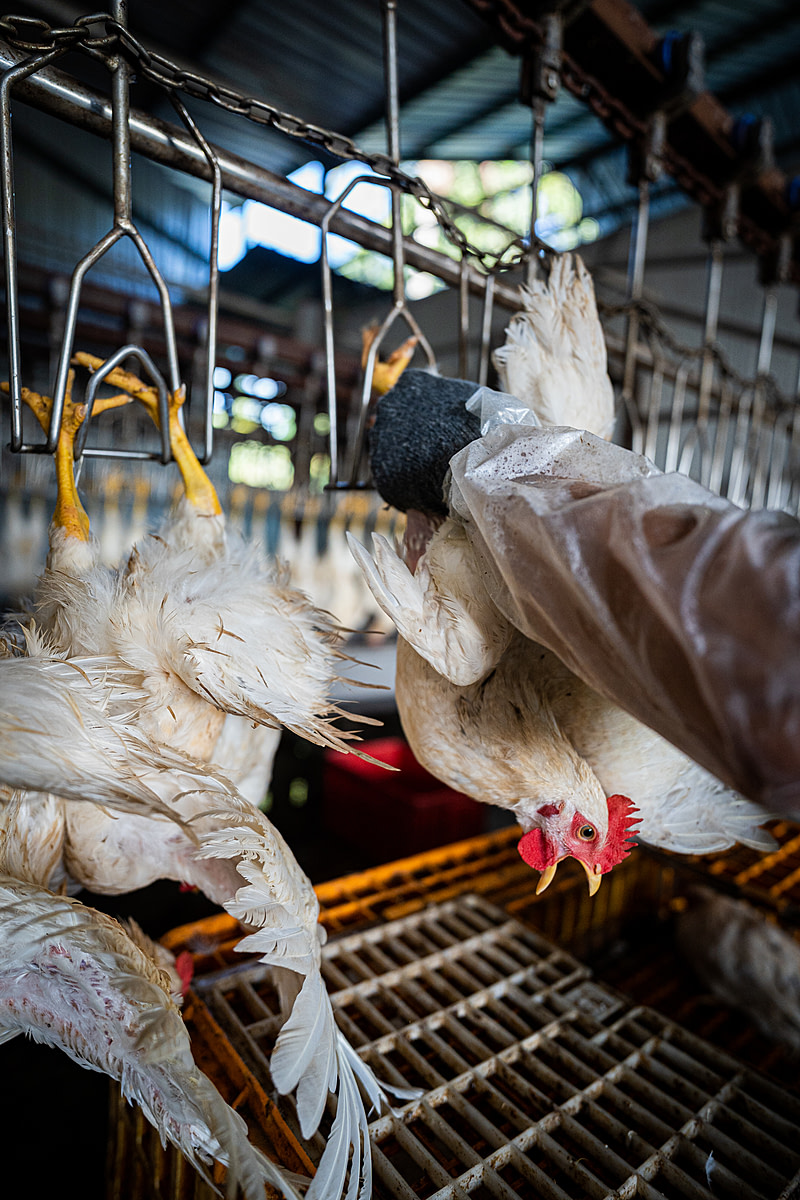 A distressed chicken hangs upside down with her mouth agape as a worker attaches her to a processing line at a halal slaughterhouse. Indonesia, 2022. Seb Alex / We Animals Media
