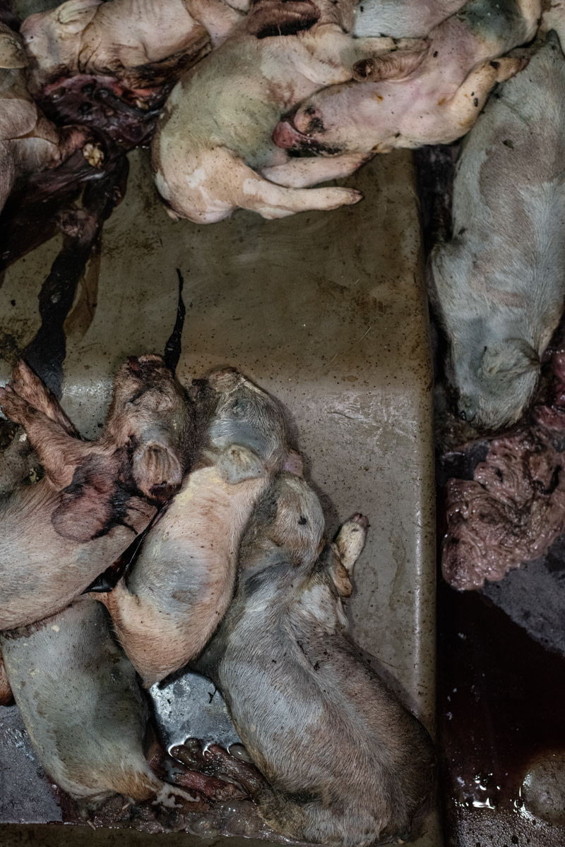Cooked whole dogs and sausage made from dog meat are displayed for sale outdoors at a store on Gam Cau Street in Hanoi, Vietnam. The skin of the cooked dogs has been seared by fire to remove the dog's hair and preserve the carcasses before they are sold as meat. In the background, a man hands the dog meat vendor payment for a purchase they've just made. Vietnam, 2022.Aaron Gekoski / Asia for Animals Coalition / We Animals Media