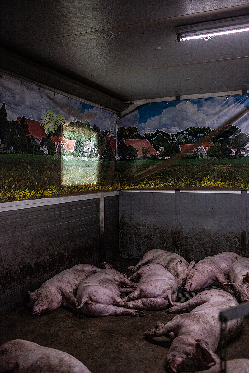 A room with a view. Pigs in the modern meat industry are totally isolated from the outside world  and too smart to be fooled by a painted mural of a rural scene. Netherlands, 2016. Sabine Grootendorst / HIDDEN / We Animals Media